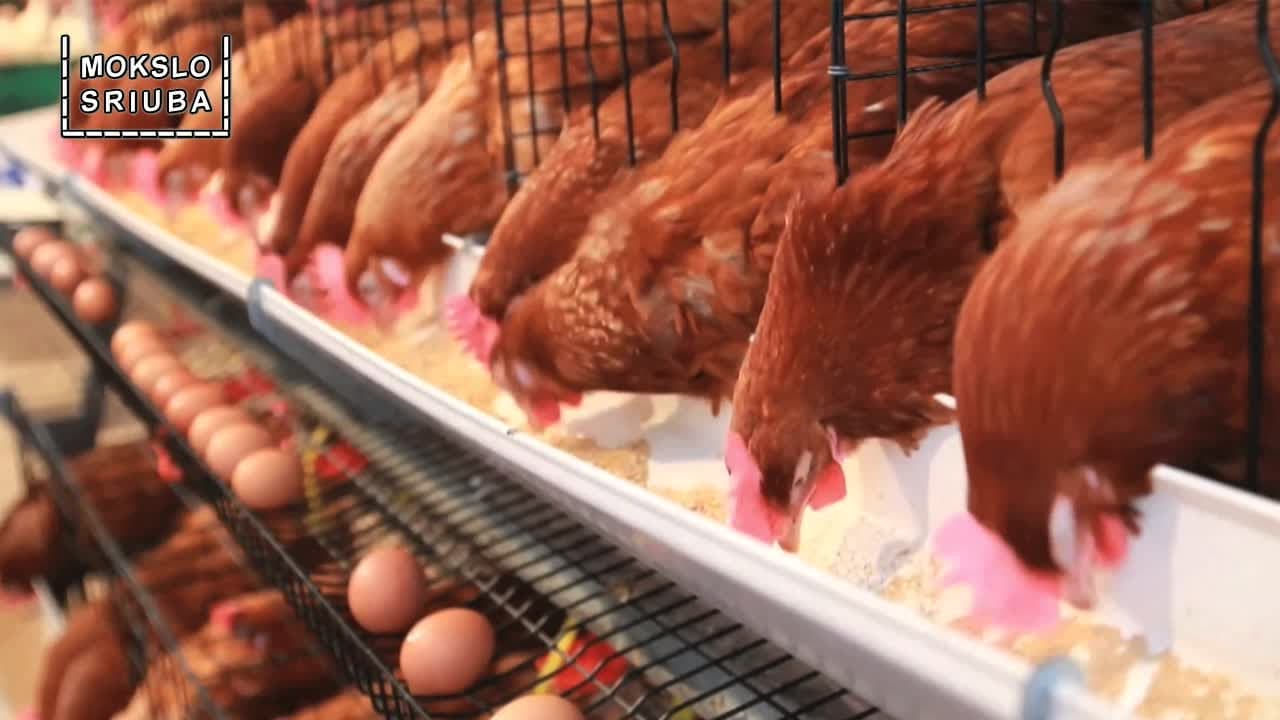 „Mokslo sriuba“: ar genetiškai modifikuotas maistas yra saugus?