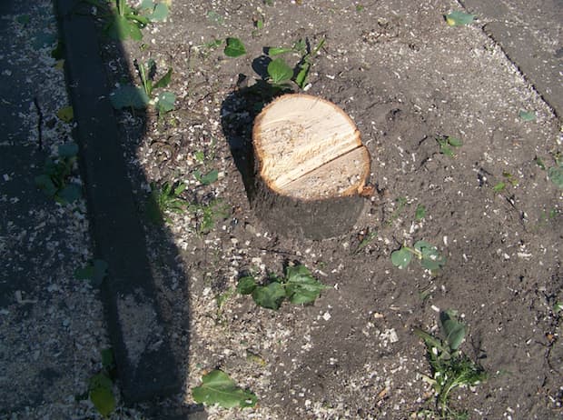 Vilniuje, Šermukšnių gatvėje, su inkilais išpjauti medžiai