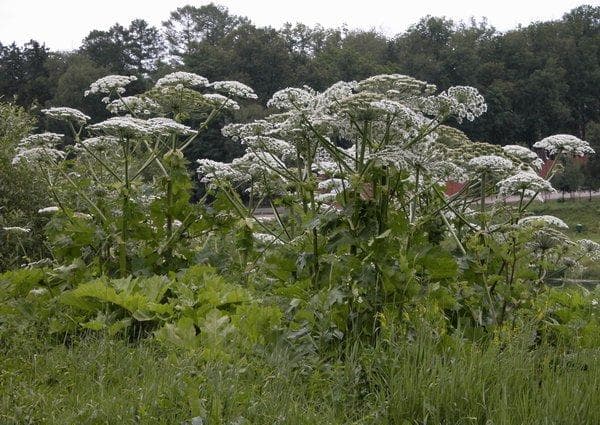 Gyventojų prašoma pranešti apie Sosnovskio barščio paplitimą