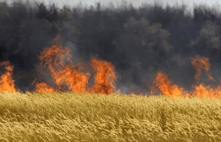 2013 m. Vengrijoje sudeginti 4 kv. km GMO kukurūzų laukų.