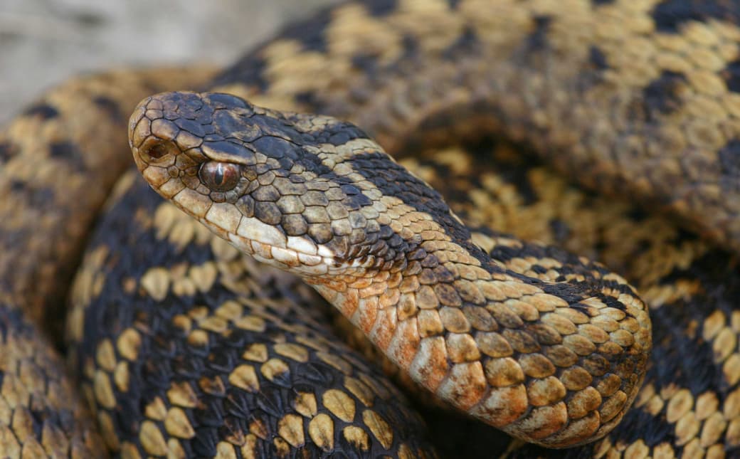 Vipera berus (liet. paprastoji angis)