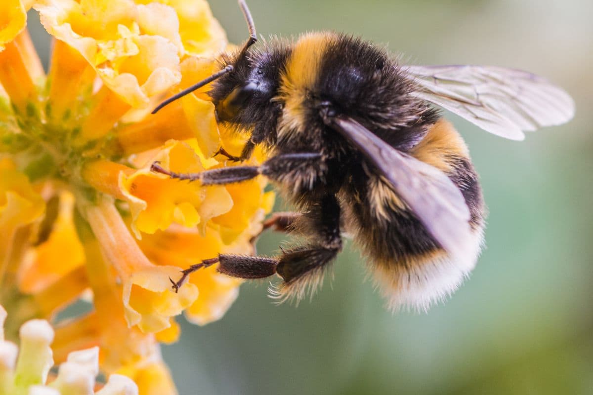 Europoje dėl pesticidų baigia išnykti bitės ir kiti apdulkintojai