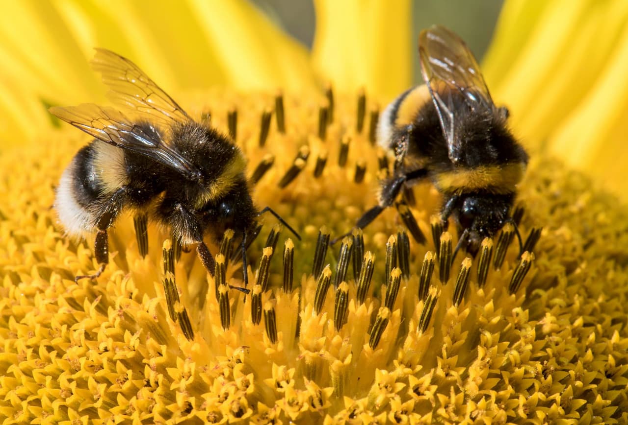 Europarlamentarai siekia geriau apsaugoti bites ir kitus vabzdžius apdulkintojus nuo pesticidų
