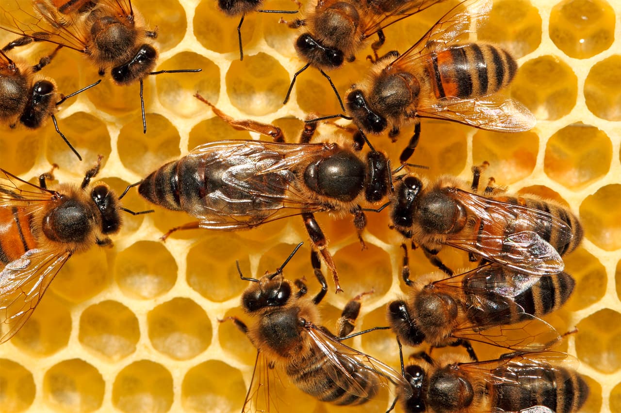 Europoje bus siekiama geriau apsaugoti bites nuo pesticidų