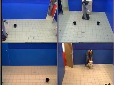 Eksperimentas parodė, kad šuo – roboto draugas (kuris yra žmogaus draugas)